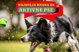 NAJBOLJA HRANA ZA AKTIVNE PSE