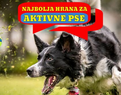 NAJBOLJA HRANA ZA AKTIVNE PSE