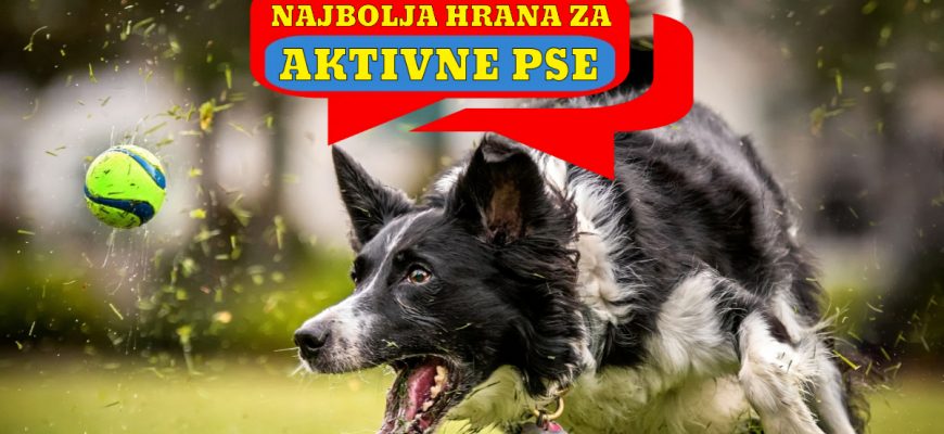NAJBOLJA HRANA ZA AKTIVNE PSE
