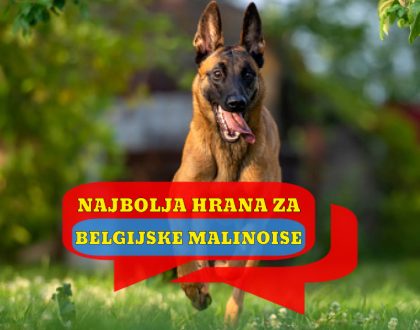 NAJBOLJA HRANA ZA BELGIJSKE MALINOISE
