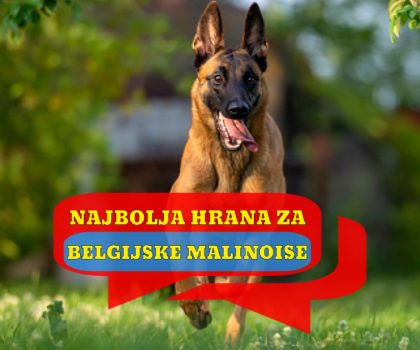 NAJBOLJA HRANA ZA BELGIJSKE MALINOISE