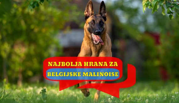 NAJBOLJA HRANA ZA BELGIJSKE MALINOISE