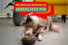 NAJBOLJA HRANA ZA IZBIRLJIVE PSE