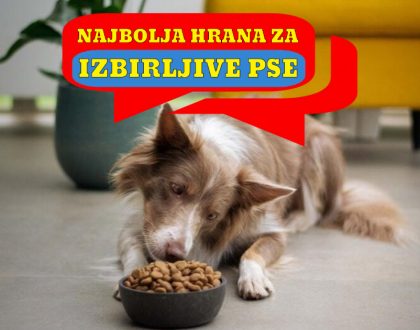 NAJBOLJA HRANA ZA IZBIRLJIVE PSE