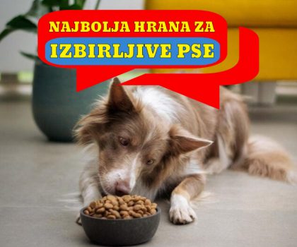 NAJBOLJA HRANA ZA IZBIRLJIVE PSE
