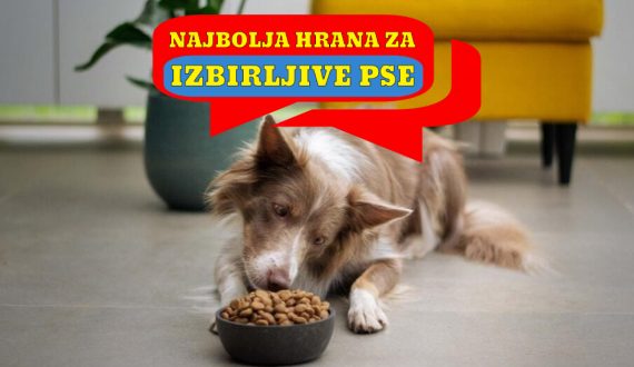 NAJBOLJA HRANA ZA IZBIRLJIVE PSE