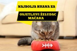 NAJBOLJA HRANA ZA OSJETLJIVI ŽELUDAC MAČAKA_