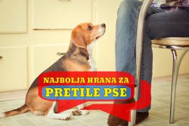 NAJBOLJA HRANA ZA PRETILE PSE