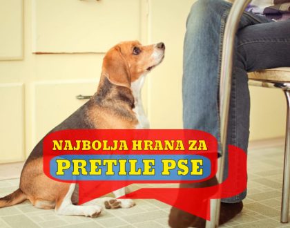 NAJBOLJA HRANA ZA PRETILE PSE