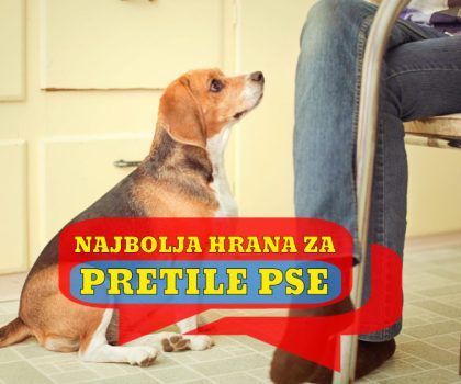 NAJBOLJA HRANA ZA PRETILE PSE