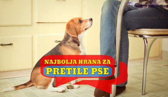 NAJBOLJA HRANA ZA PRETILE PSE