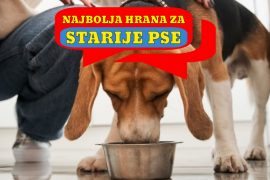 NAJBOLJA HRANA ZA STARIJE PSE