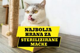 NAJBOLJA HRANA ZA STERILIZIRANE MAČKE_
