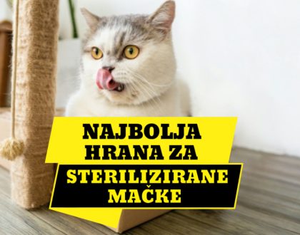 NAJBOLJA HRANA ZA STERILIZIRANE MAČKE_