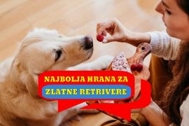 NAJBOLJA HRANA ZA ZLATNE RETRIVERE