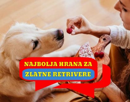 NAJBOLJA HRANA ZA ZLATNE RETRIVERE