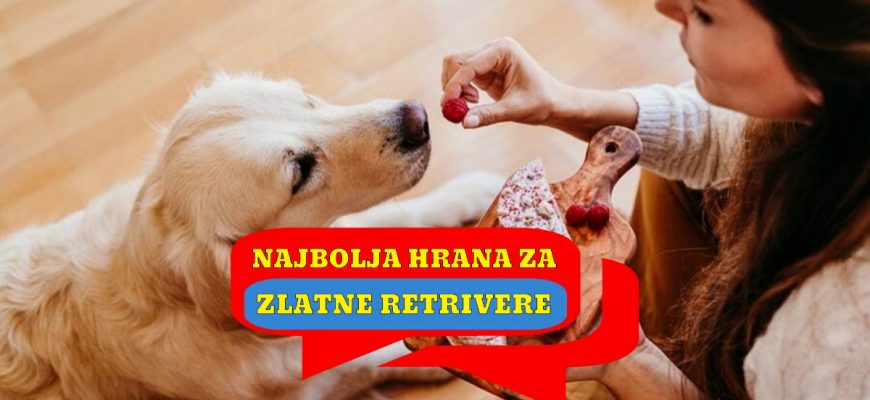 NAJBOLJA HRANA ZA ZLATNE RETRIVERE