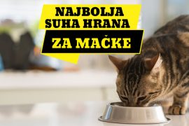 NAJBOLJA SUHA HRANA ZA MAČKE_