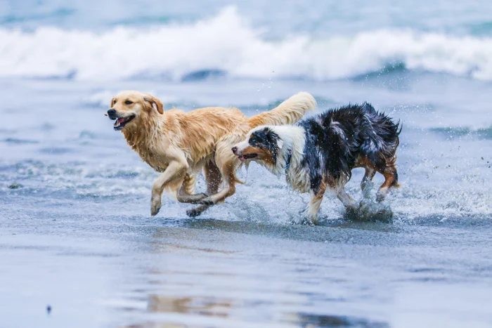 aktivni psi trče po moru