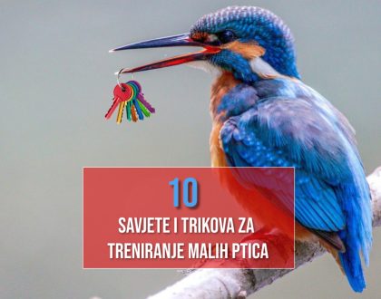 10 SAVJETA I TRIKOVA ZA TRENIRANJE MALIH PTICA