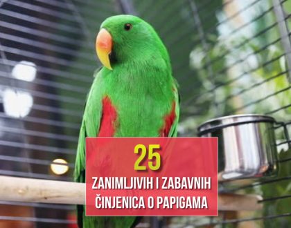 25 ZANIMLJIVIH I ZABAVNIH ČINJENICA O PAPIGAMA