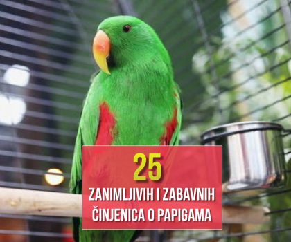 25 ZANIMLJIVIH I ZABAVNIH ČINJENICA O PAPIGAMA