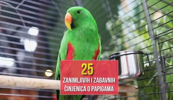25 ZANIMLJIVIH I ZABAVNIH ČINJENICA O PAPIGAMA
