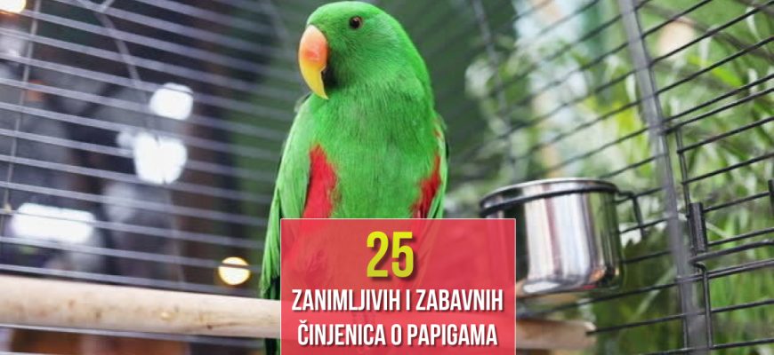 25 ZANIMLJIVIH I ZABAVNIH ČINJENICA O PAPIGAMA