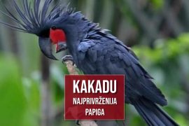 KAKADU NAJPRIVRŽENIJA PAPIGA