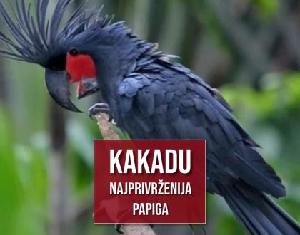 KAKADU NAJPRIVRŽENIJA PAPIGA