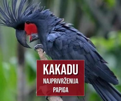 KAKADU NAJPRIVRŽENIJA PAPIGA