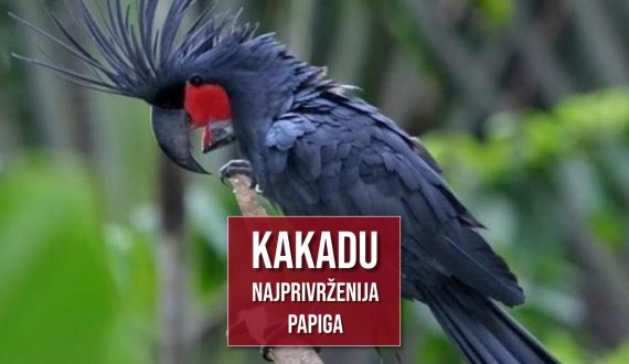 KAKADU NAJPRIVRŽENIJA PAPIGA