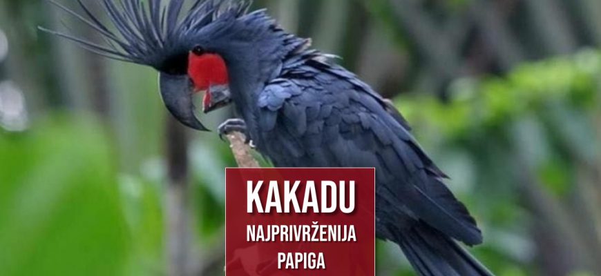 KAKADU NAJPRIVRŽENIJA PAPIGA