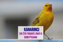 KANARINCI SVE ŠTO TREBATE ZNATI O OVIM PTICAMA