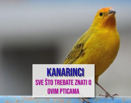 KANARINCI SVE ŠTO TREBATE ZNATI O OVIM PTICAMA