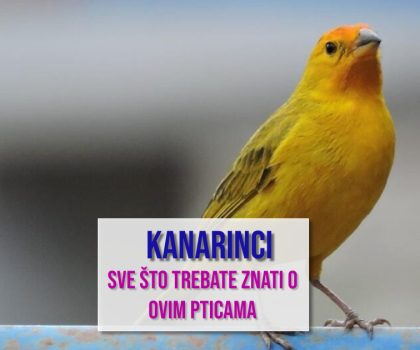 KANARINCI SVE ŠTO TREBATE ZNATI O OVIM PTICAMA