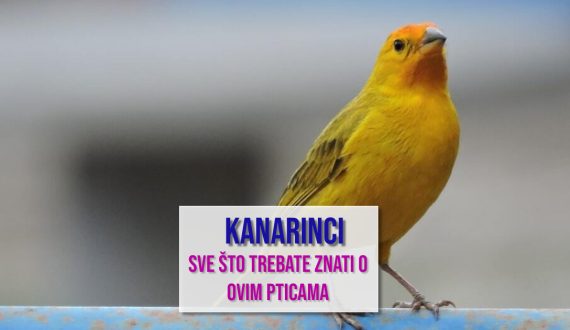 KANARINCI SVE ŠTO TREBATE ZNATI O OVIM PTICAMA