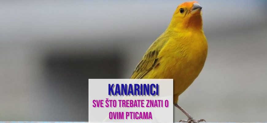KANARINCI SVE ŠTO TREBATE ZNATI O OVIM PTICAMA