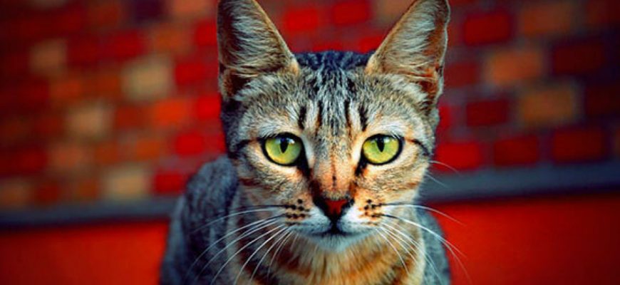 MAČKA KOJA FOKUSIRANO GLEDA