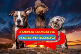 NAJBOLJA HRANA ZA PSE OSJETLJIVIH ŽELUDACA