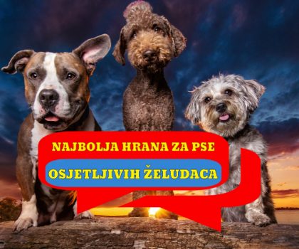 NAJBOLJA HRANA ZA PSE OSJETLJIVIH ŽELUDACA