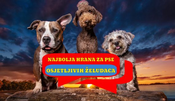 NAJBOLJA HRANA ZA PSE OSJETLJIVIH ŽELUDACA