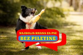 NAJBOLJA HRANA ZA PSE BEZ PILETINE