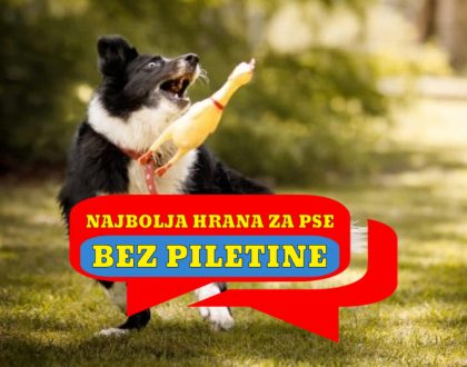 NAJBOLJA HRANA ZA PSE BEZ PILETINE
