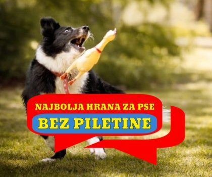 NAJBOLJA HRANA ZA PSE BEZ PILETINE
