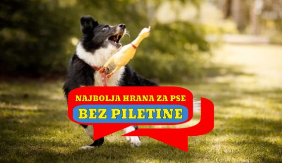 NAJBOLJA HRANA ZA PSE BEZ PILETINE