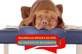NAJBOLJA HRANA ZA ZDRAVLJE ZGLOBOVA