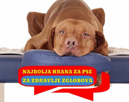 NAJBOLJA HRANA ZA ZDRAVLJE ZGLOBOVA