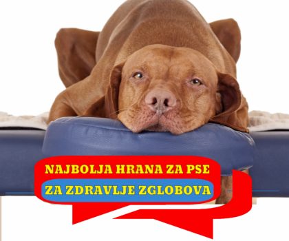 NAJBOLJA HRANA ZA ZDRAVLJE ZGLOBOVA