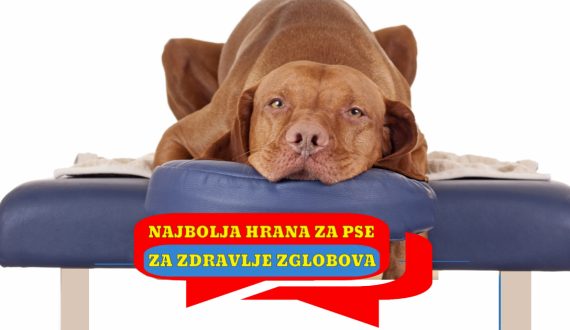 NAJBOLJA HRANA ZA ZDRAVLJE ZGLOBOVA